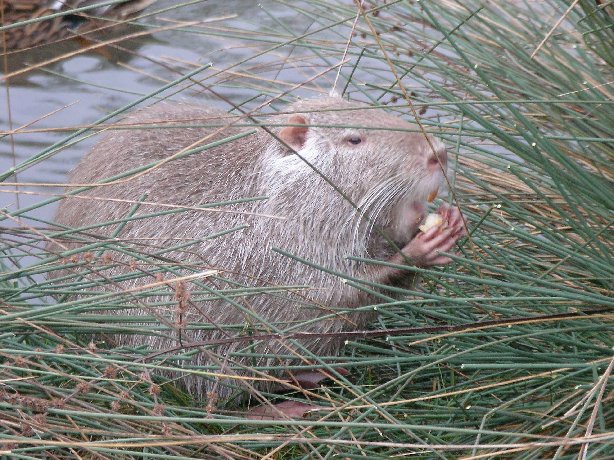 Coypus pic